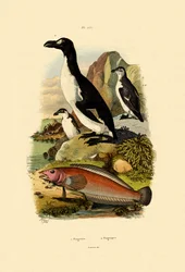 Pinguin